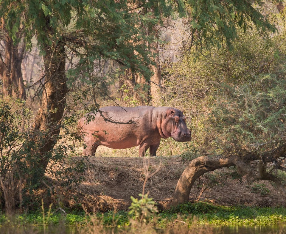 Conveniently lit hippo