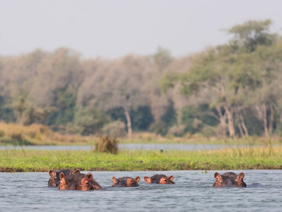 Hippos in the water