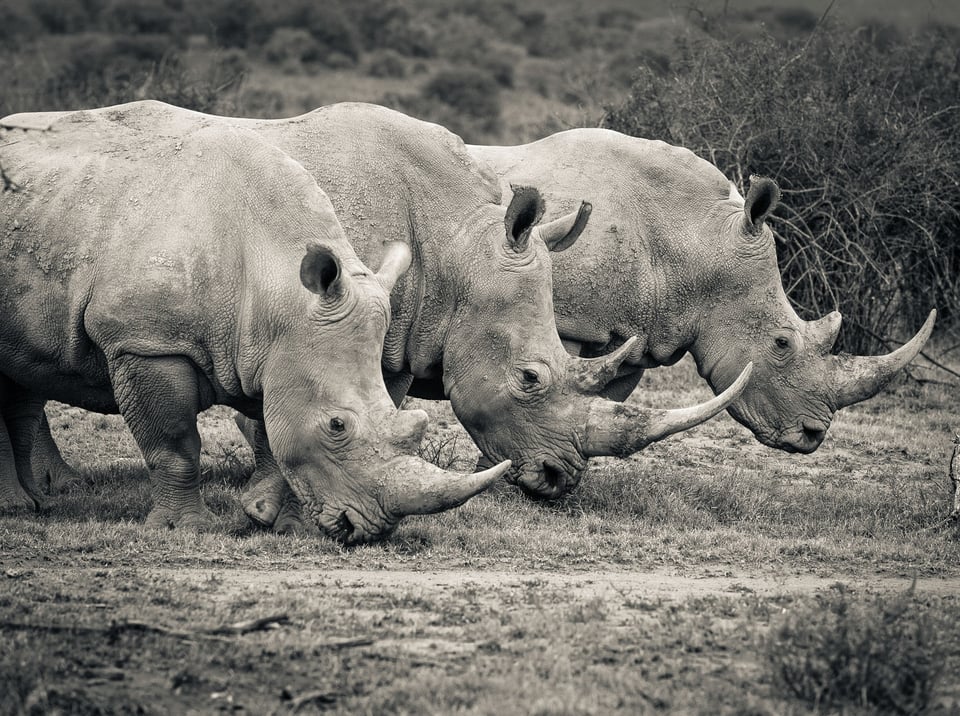 3 rhino we got close to in a South African reserve