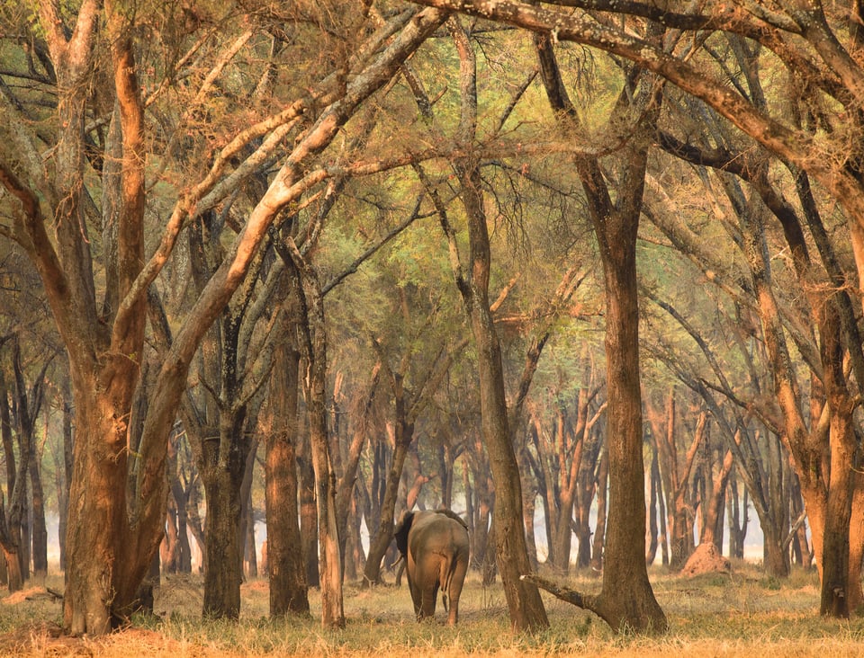 Rear view of distant elephant