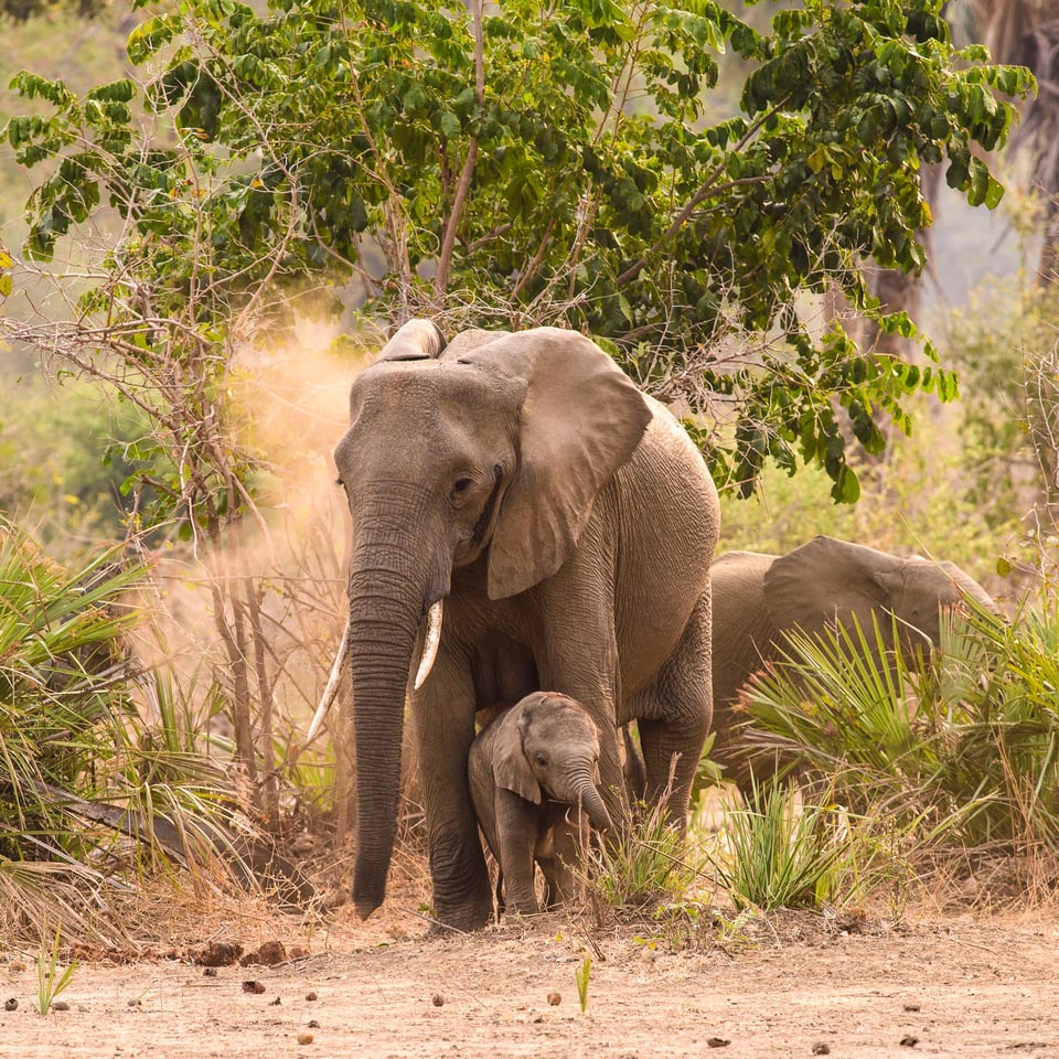 Mother elephant and calf