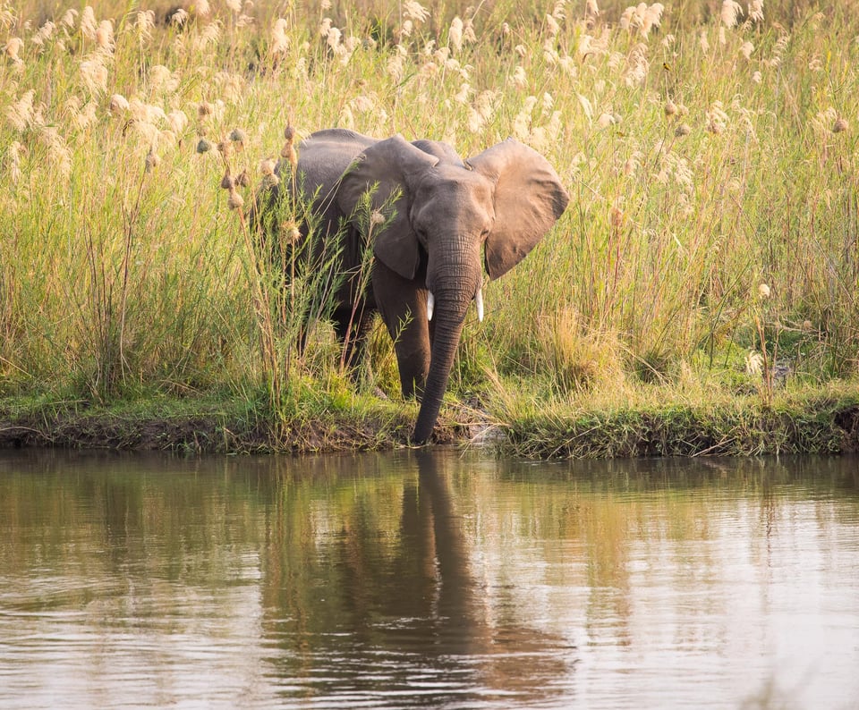 Elephant drinking