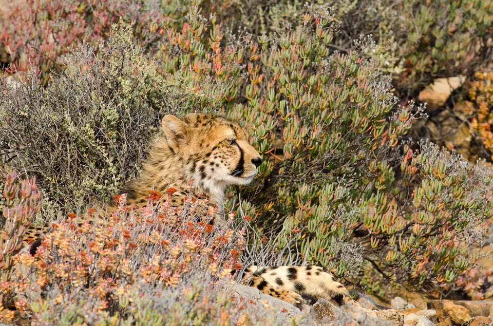 Young cheetah relaxing in Sanbona Game Reserve, Western Cape, South Africa