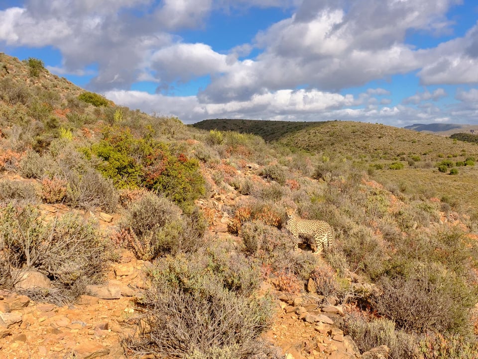 Sanbona Game Reserve, Western Cape, South Africa