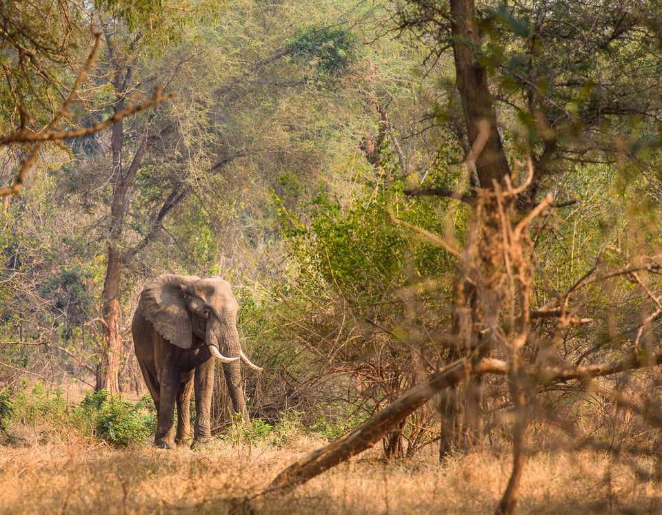 A forest scene in the Lower Zambezi National Park, Zambia