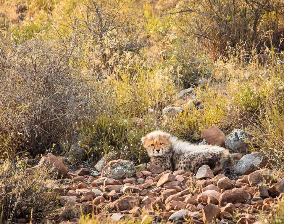 Cheetah Cub