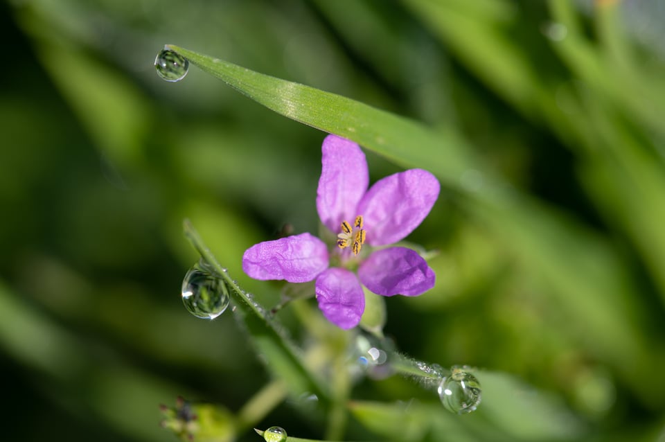 Tamron-90mm-f2-8-VC-Macro-Sample-14