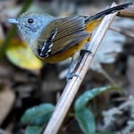 Birds of Caparao