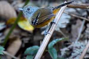 Birds of Caparao