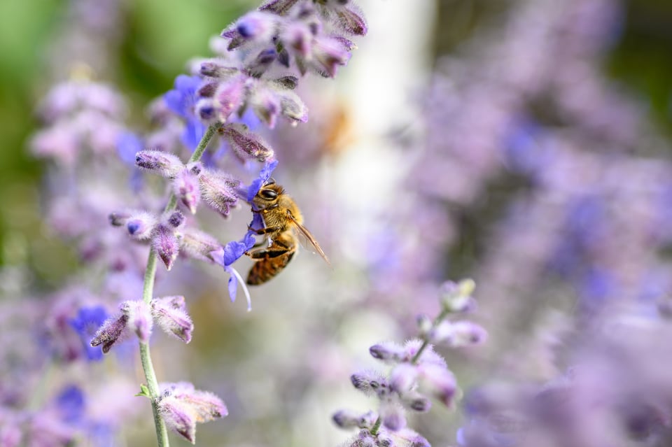 Nikon Z 20mm f/1.8 S Bokeh