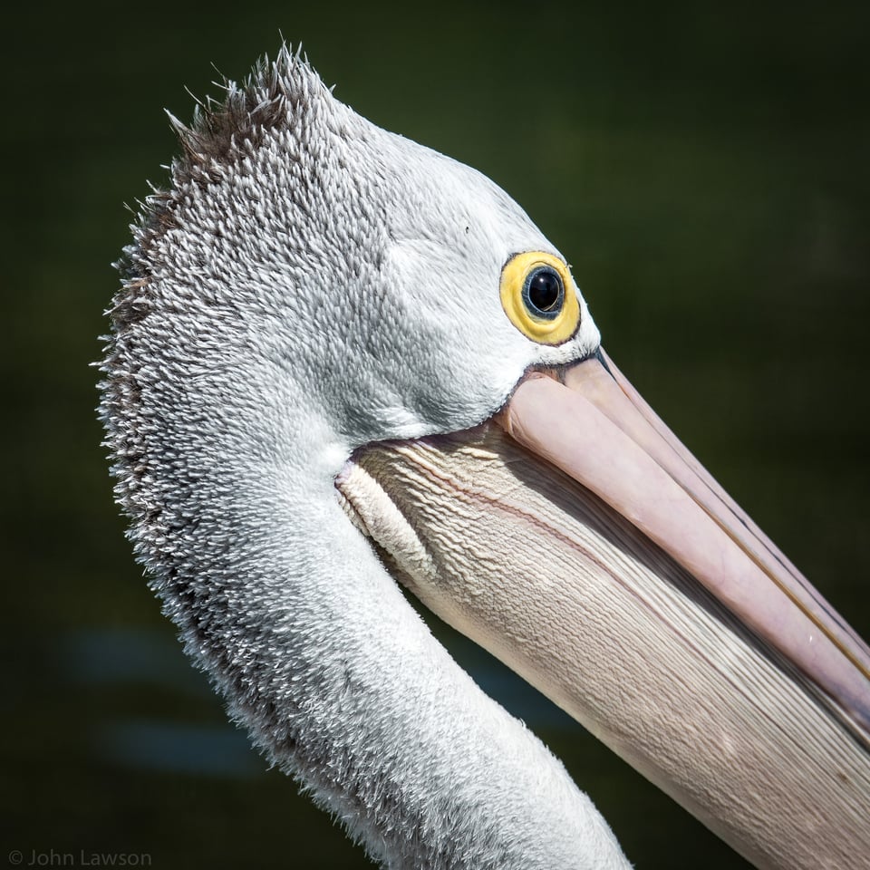 American White Pelican