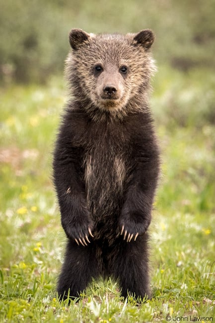 Bear Cub