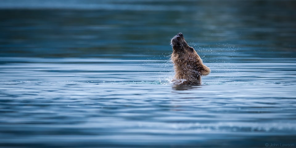 Bear in Water