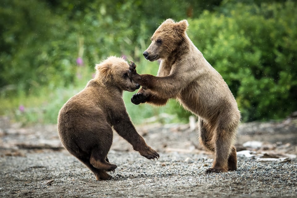 Bear Cubs Playing