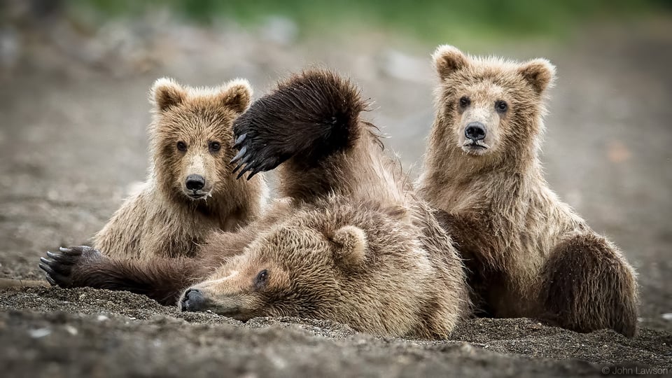 Grizzly Bear Cubs Playing