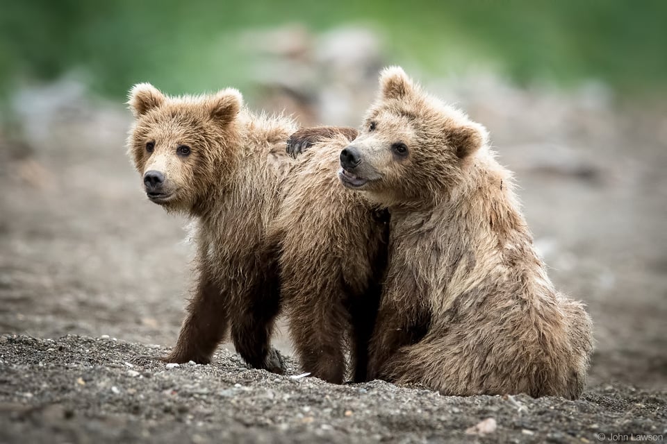 Grizzly Bear Cubs