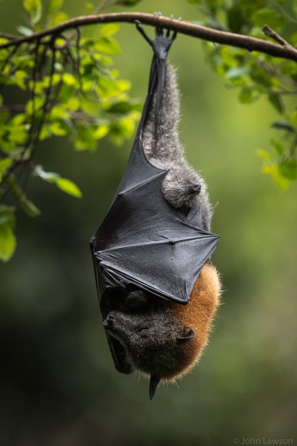 Bat