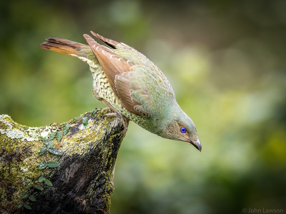 Bird About to Take Off