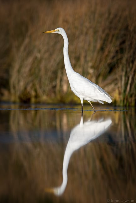 Great White Egret