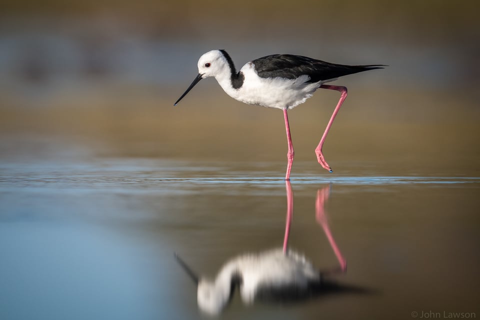 Bird in Water