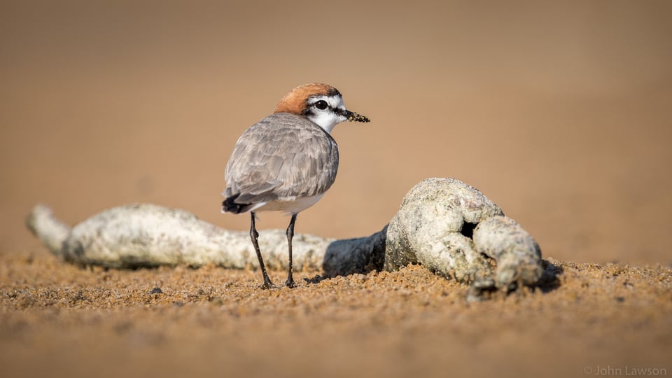 Bird Looking at Camera