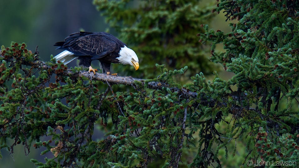 Nikon 600mm f/4G ED VR + 1.4x @ 840mm f6.3