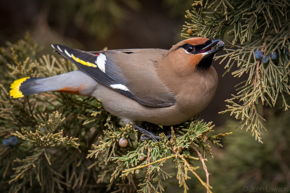 Nikon 600mm f/4G ED VR Image Sample #15