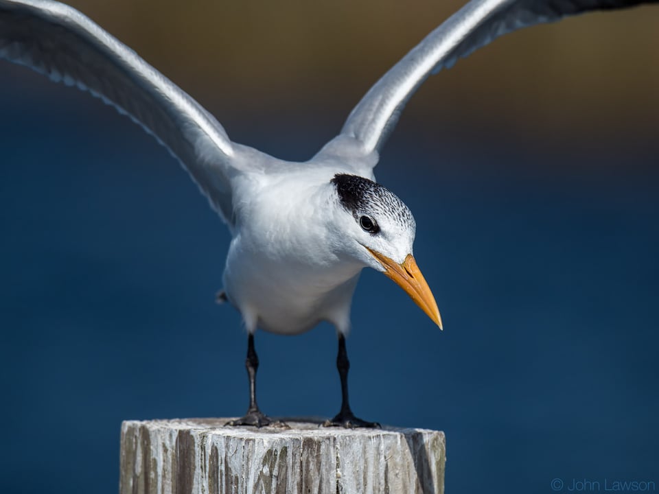 Nikon 600mm f/4G ED VR Image Sample #4