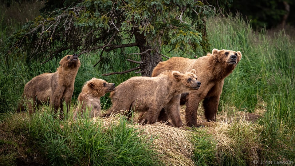 Nikon 180-400mm f/4E TC1.4 FL ED VR + TC Image Sample #14