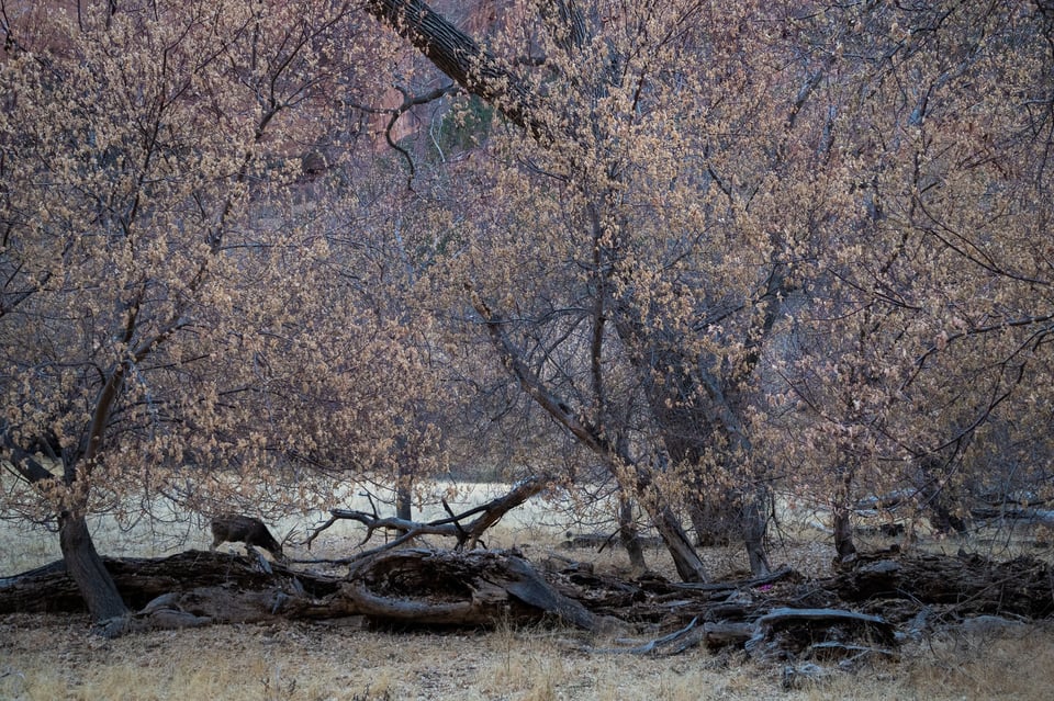 Wildlife in Zion National Park