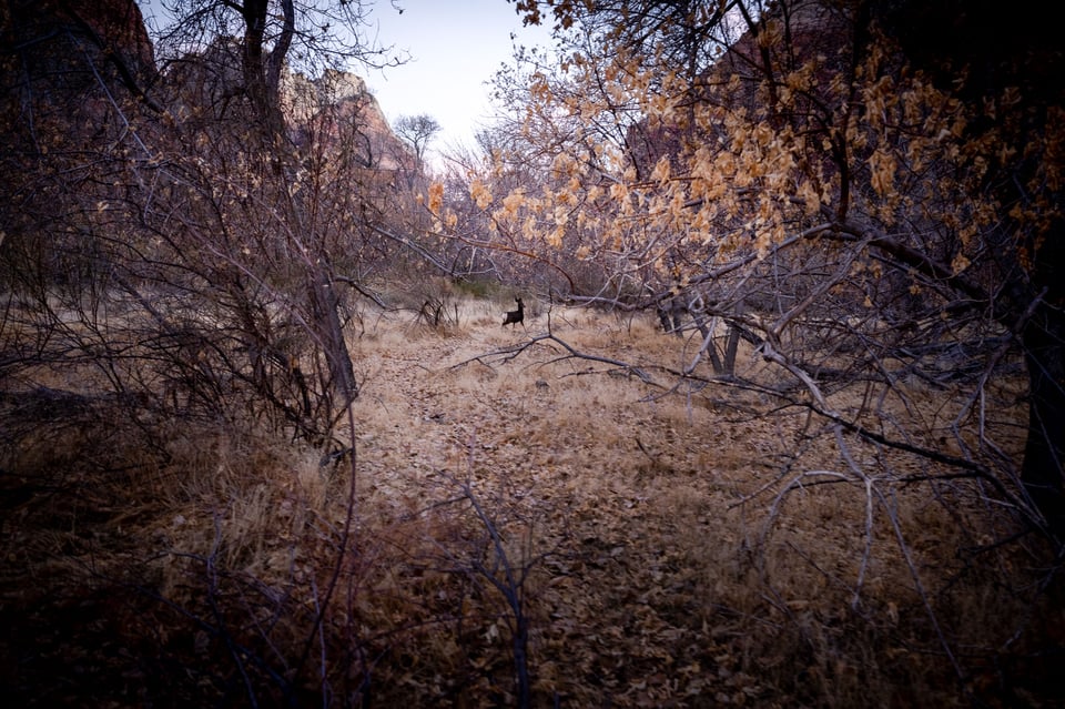 Deer Walking in Zion National Park