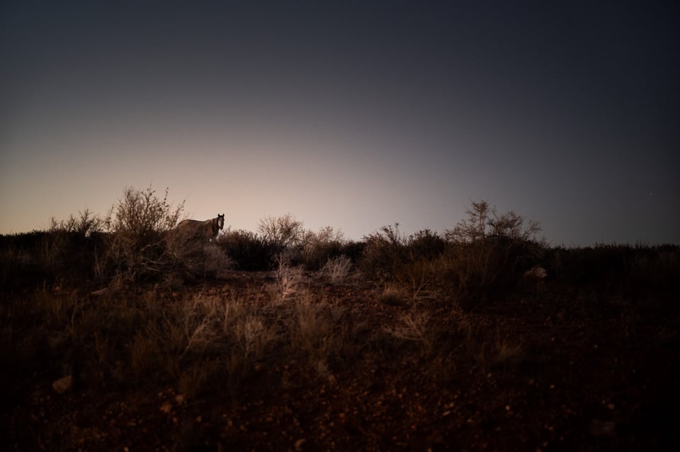 Wild Horse at dusk