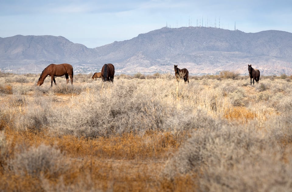 Horses of Phoenix