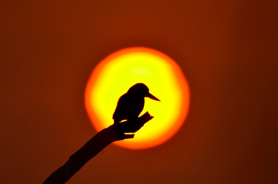 Silhouettes are amazing examples of backlit images