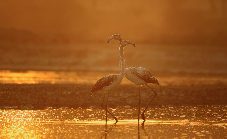 Backlit during the Golden hour