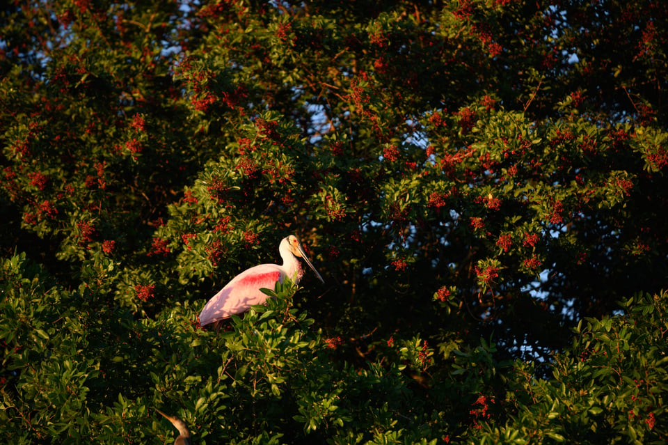 Wildlife photography with a short telephoto lens