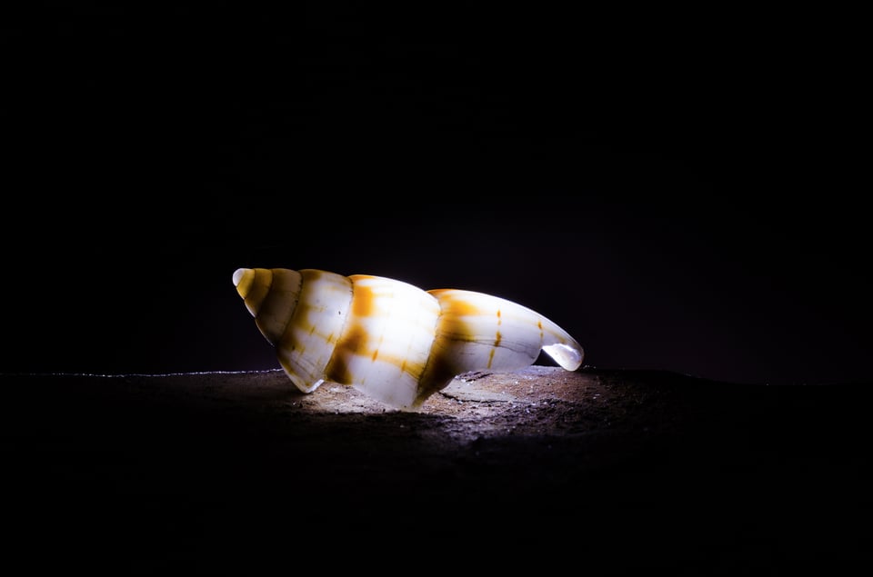 Backlit shell macro photo example