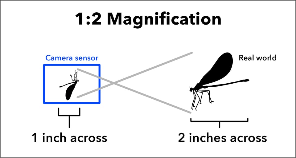 Diagram of 1-to-2 Magnification in Photography