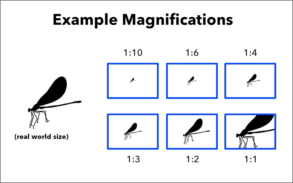 Magnification Examples from 1-to-10 to life sized