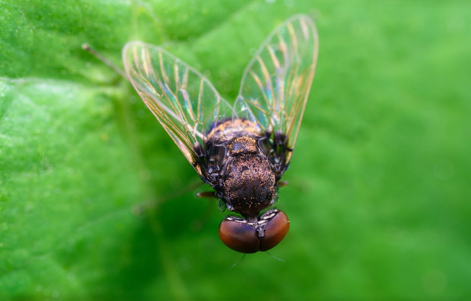 3 Image Focus Stack of Fly - Venus Optics Laowa 25mm f2.8 2.5-5X Ultra Macro Lens Review