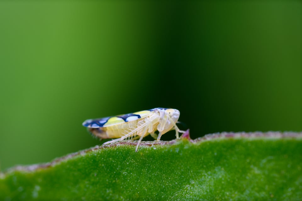 Close-up Bug Sample Photo from Laowa 25 Macro Lens Review