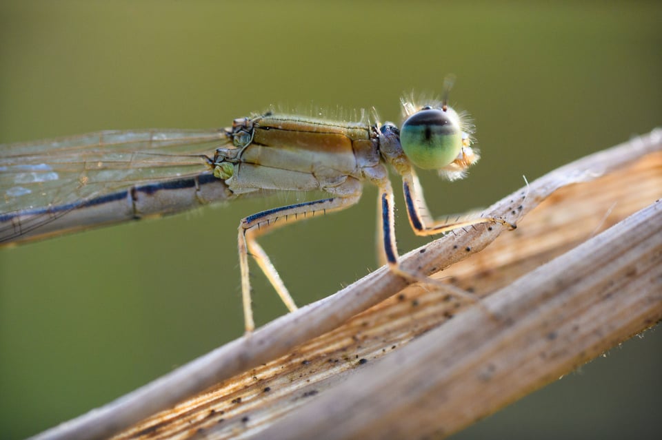 Damselfly sample photo from Laowa 25mm f2.8 Ultra Macro