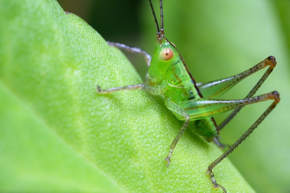 Grasshopper Photographed with Venus Laowa 25mm f2.8 Ultra Macro Lens 2.5X to 5X