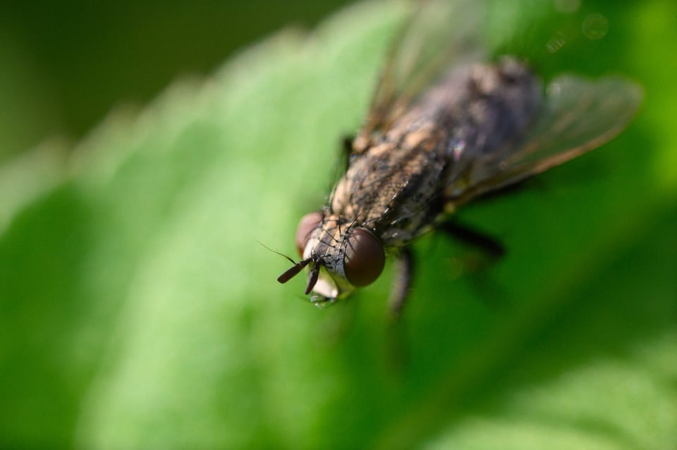 Handheld photo in natural light with the Venus Optics Laowa 25mm Ultra Macro