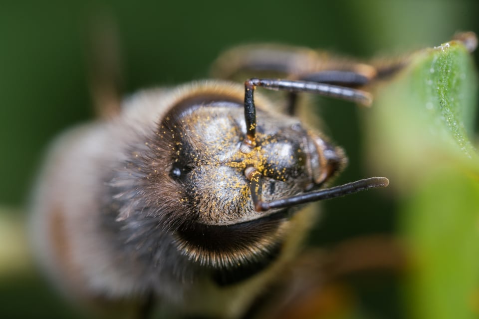 High Magnification Sample Photo of Bee for Laowa 25mm f2.8 2.5-5x Macro Lens Review