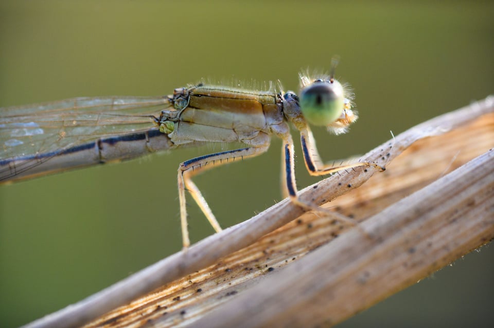 Part 1 of a handheld focus stack with the Laowa 25mm f2.8 Ultra Macro lens