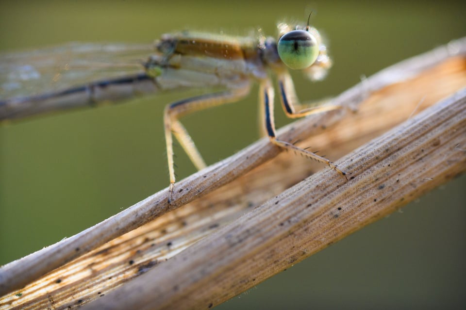 Part 2 of a handheld focus stack with the Laowa 25mm f2.8 Ultra Macro lens