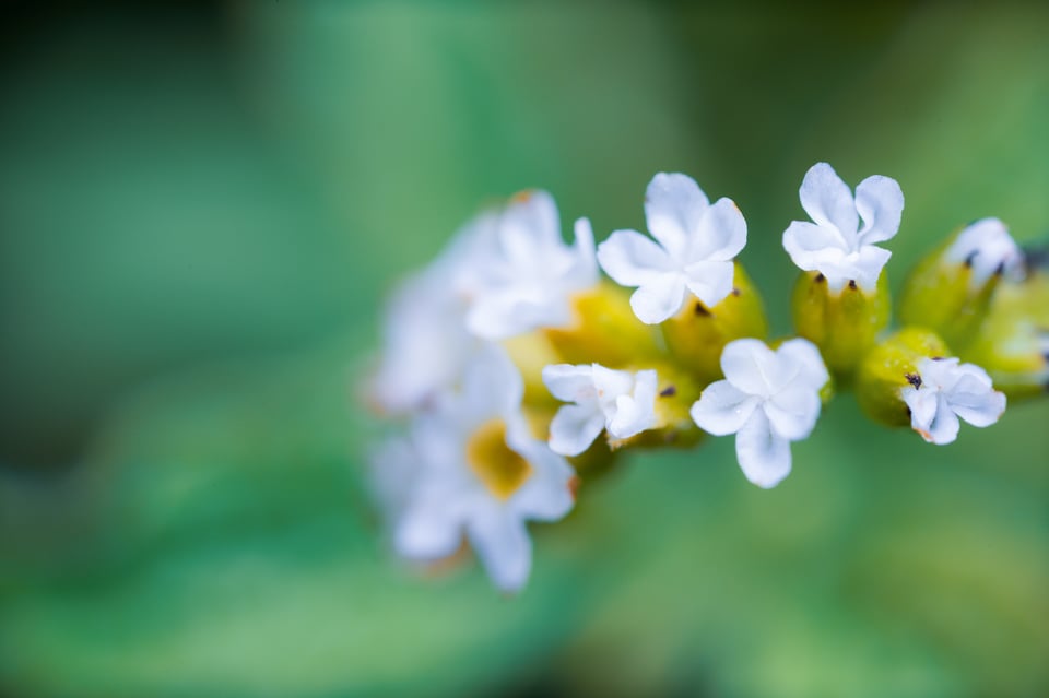 Shallow Depth of Field at High Magnifications