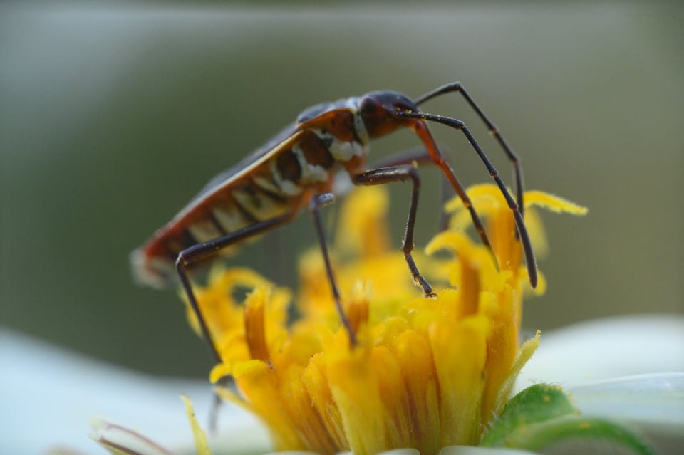 Stange vignetting on Laowa 25mm f2.8 Ultra Macro