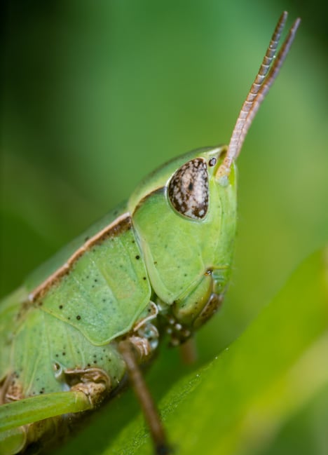 Venus Laowa 25mm f2.8 Macro Lens Sample image of Grasshopper